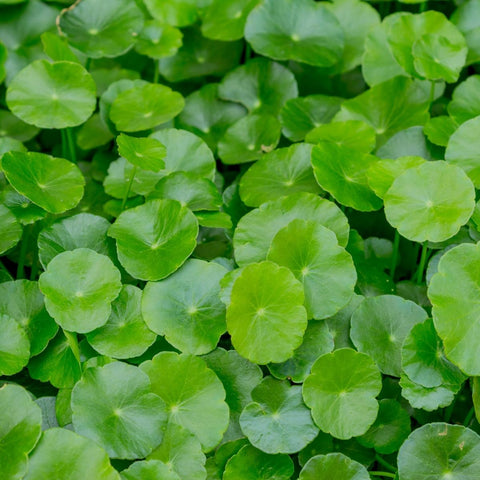 Gotu Kola Whole Plant Extract