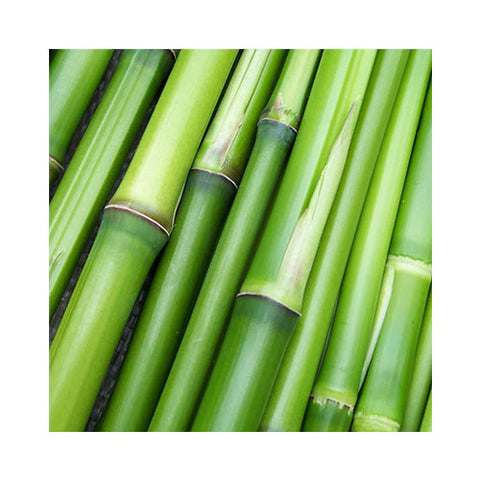 Bamboo Leaf Extract in Vegan Collagen Booster