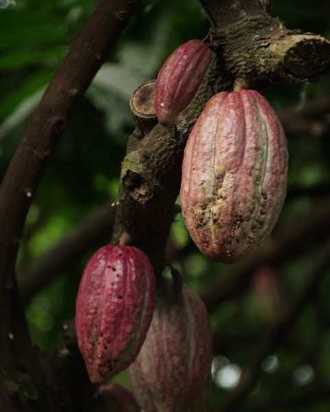 ripe bunch of cacao pods on tree 