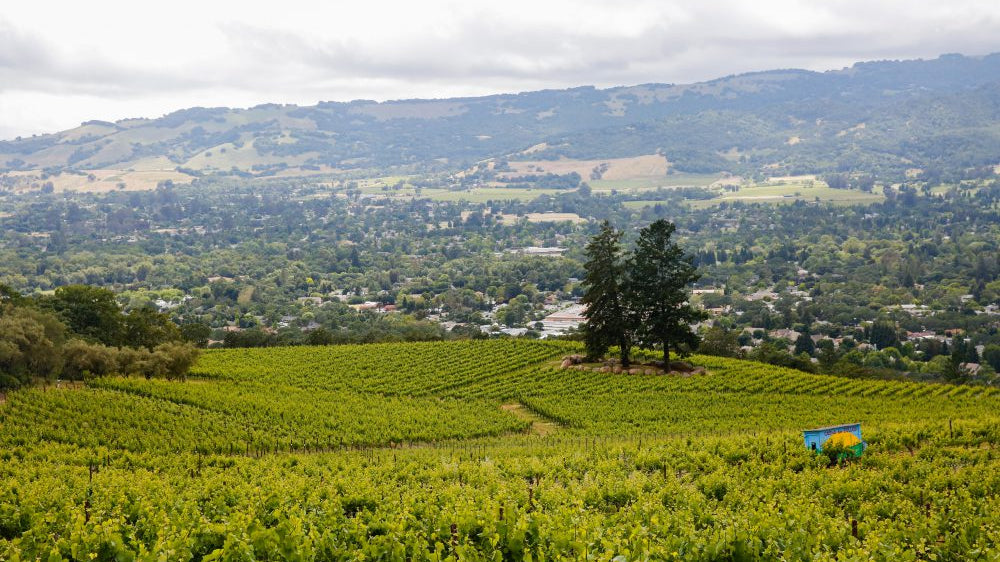 Hanzell Vineyards in Sonoma wine country, as featured in Single Thread Wines’ wine blog on New World vs Old World Pinot Noir