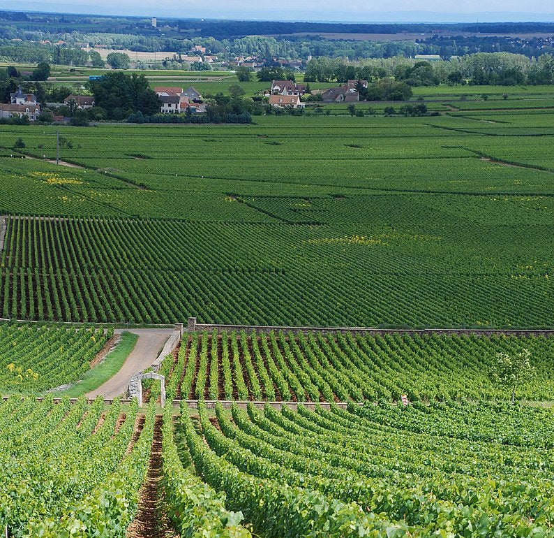 vineyards of Puligny-Montrachet in Burgundy, France, as featured in Single Thread Wines’ wine blog on New World vs Old World Pinot Noir