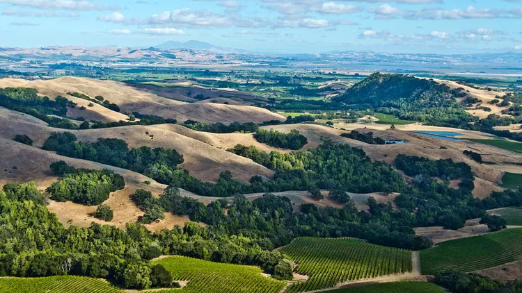 aerial view of Sonoma County vineyards and hills, as featured in Single Thread Wines’ wine blog on New World vs Old World Pinot Noir