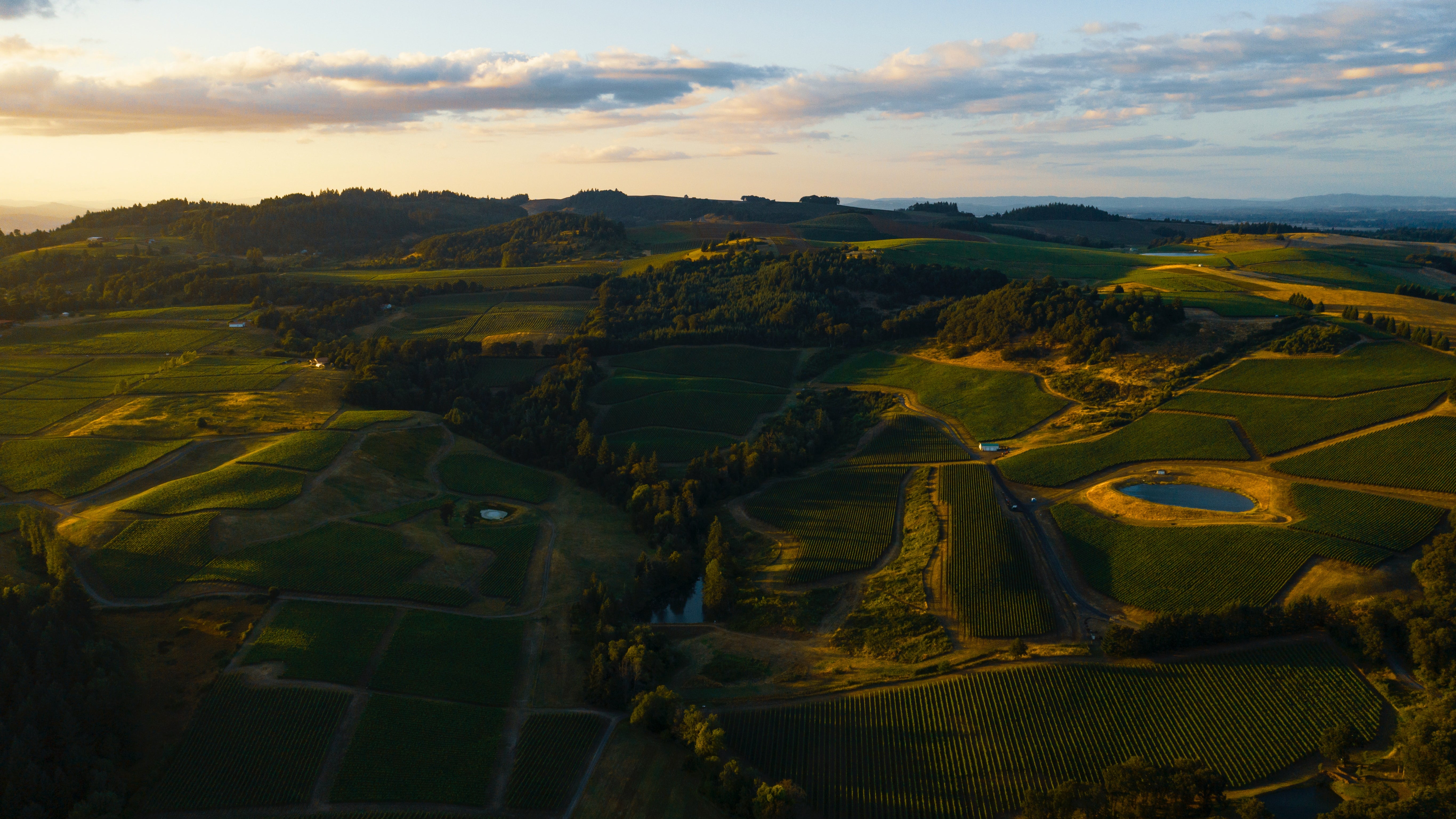 vineyards in Salem, Oregon, in the WIllamette Valley, as featured in Single Thread Wines’ wine blog on New World vs Old World Pinot Noir