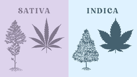 Indica vs Sativa