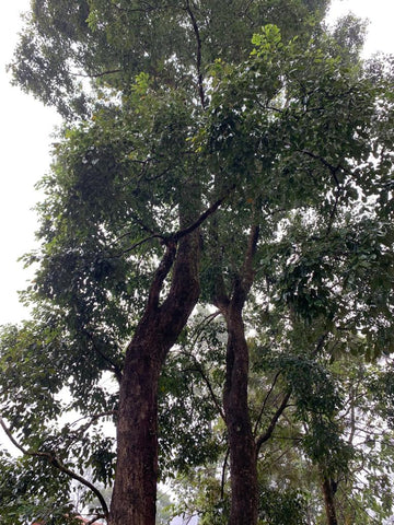 East Indian Rosewood Tree