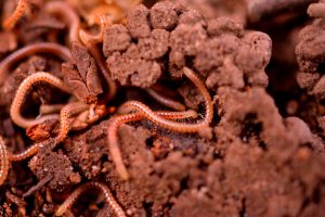 Composting with worms