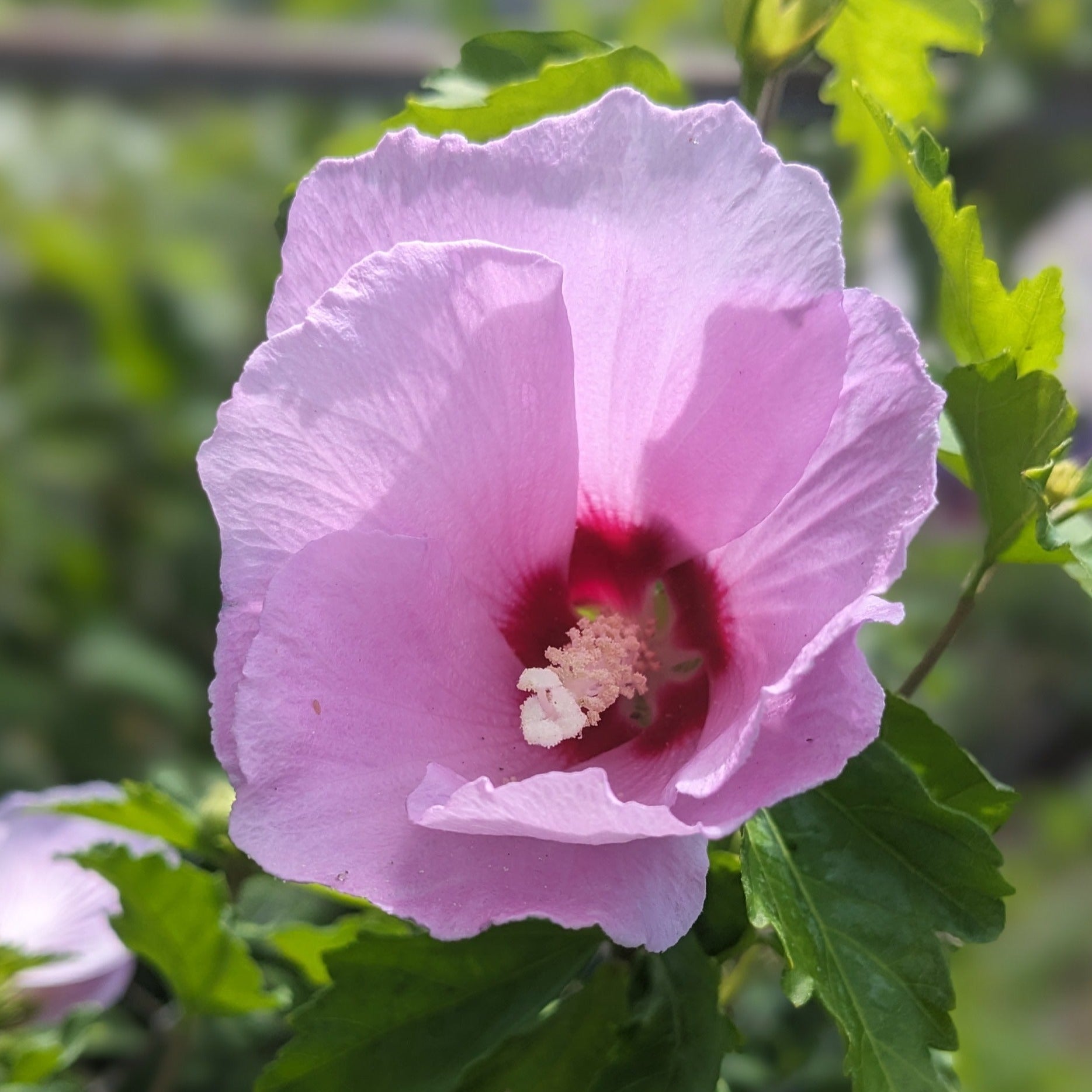 Minerva Rose of Sharon