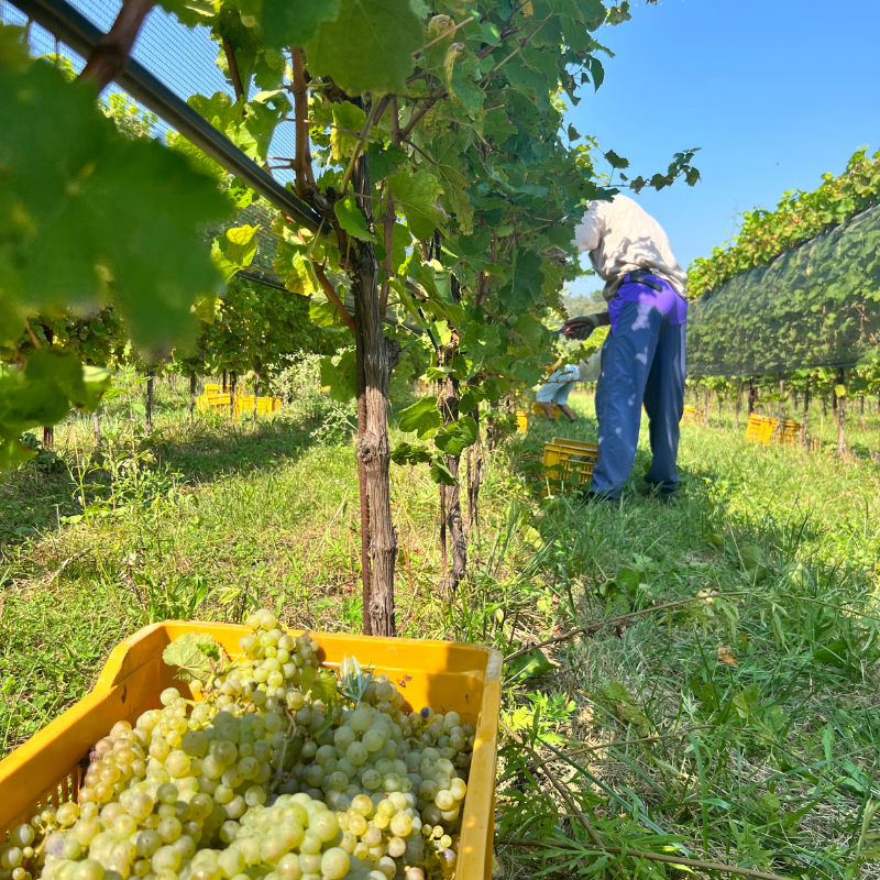 vendemmia conti thun lago di garda