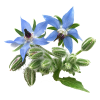 Borage