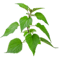 Nettle Leaf