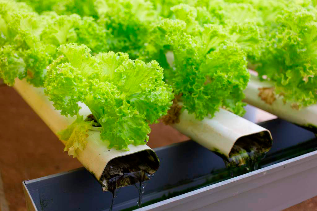 Hydroponic lettuce