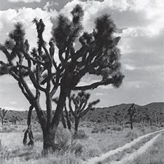 Joshua Trees