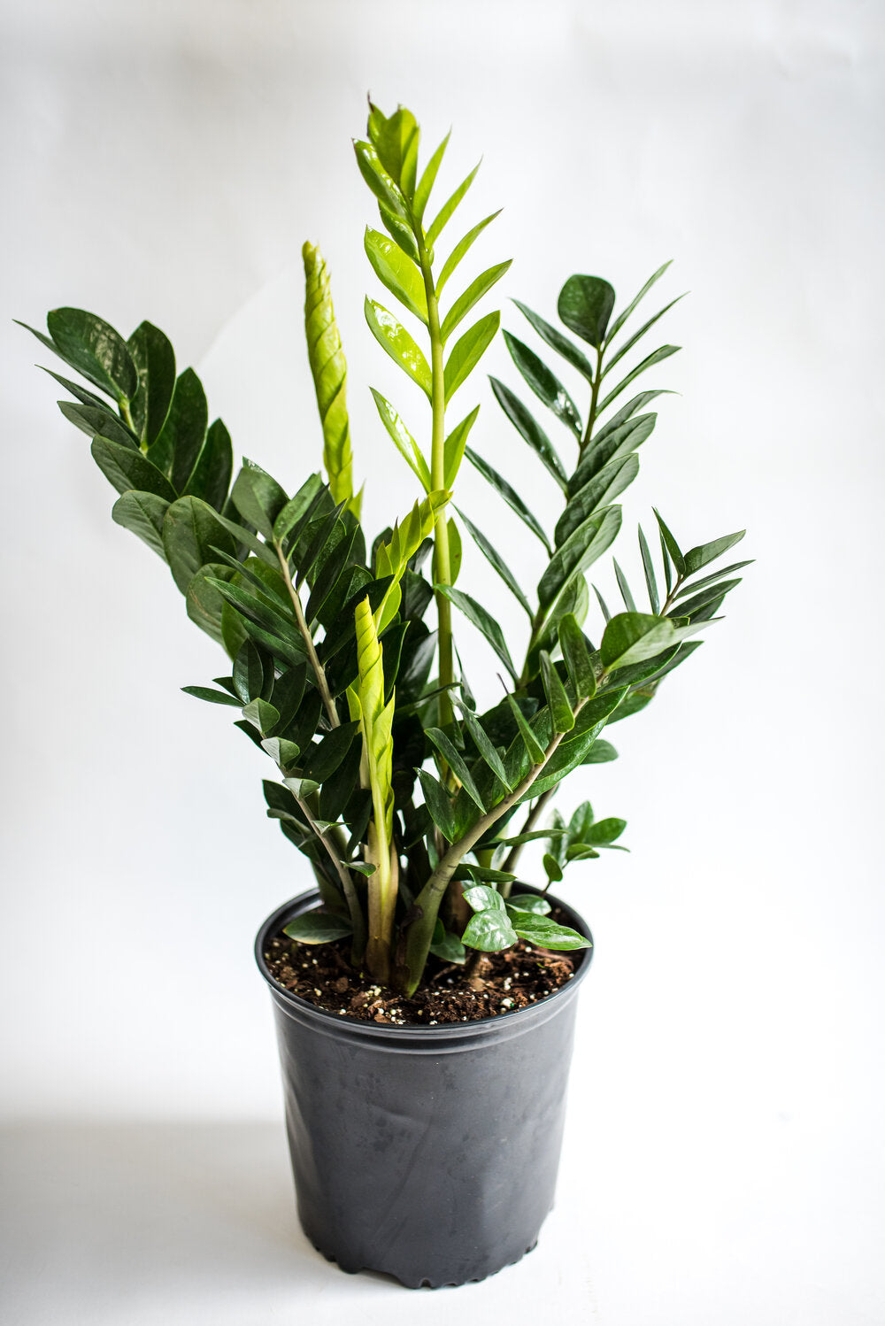 Large ZZ Plant (Zaмioculcas zaмiifolia) – G &aмp; J Florist