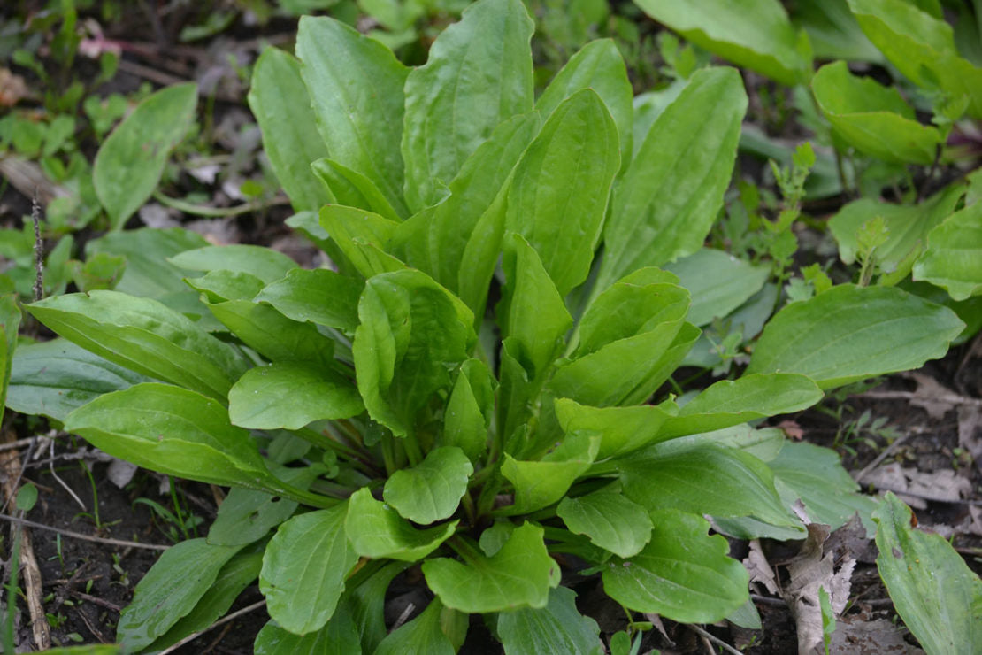 Plantain_Leaf