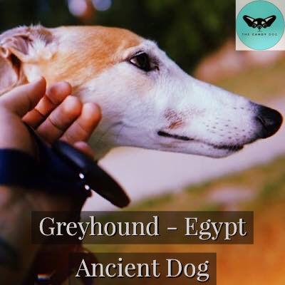 greyhound egypt