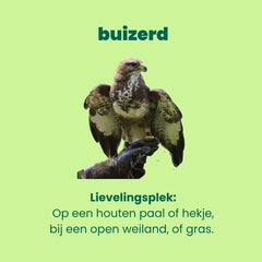 autobingo spot de buizerd