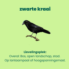 autobingo spot de zwarte kraai