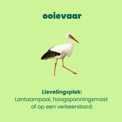 autobingo spot de ooievaar