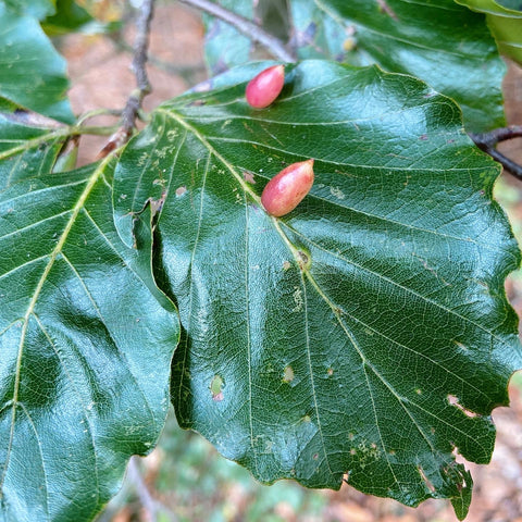 Gallen natuur dichtbij