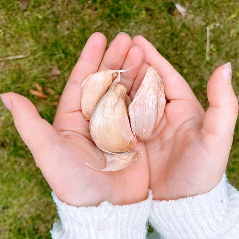 kweek zelf je knoflook uit een teen