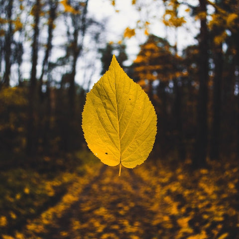 spookblaadje herfst