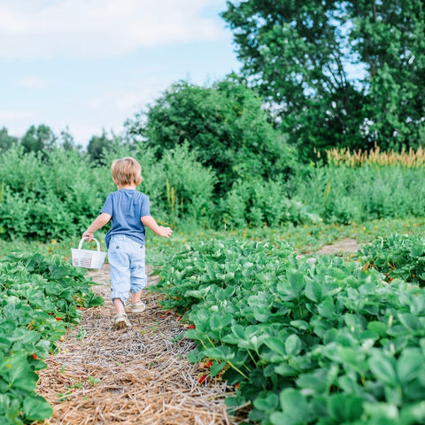 Moestuin starten met kinderen natuur Photo by Paige Cody on Unsplash