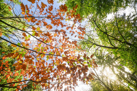 Foto door Skitterphoto herfstbladeren bos tips
