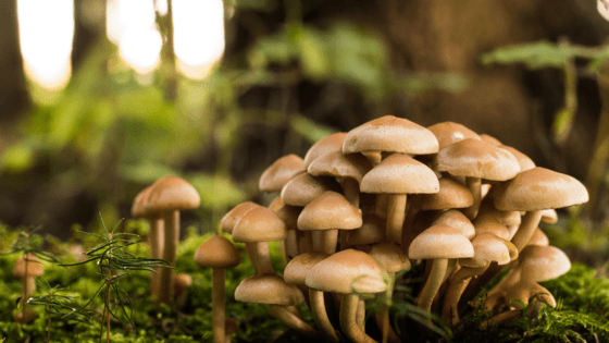 Mushroom Article