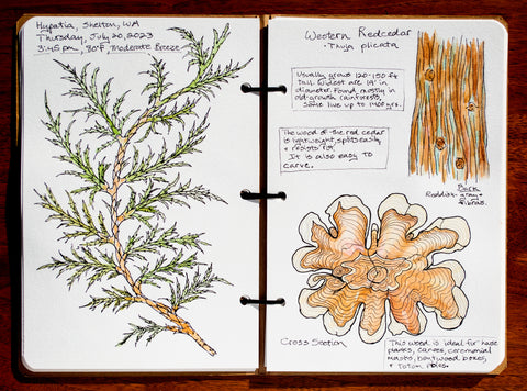 Nature Journal, Western redcedar by April Sproule