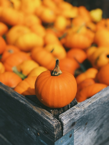 Fresh pumpkins from greenhouse