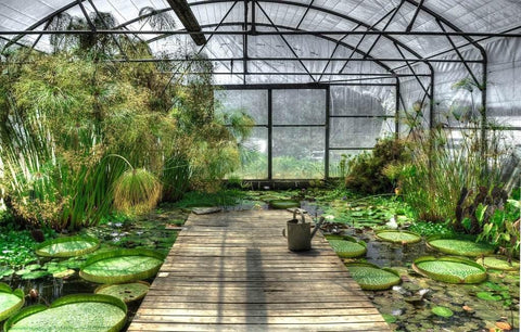 A beautiful greenhouse interior