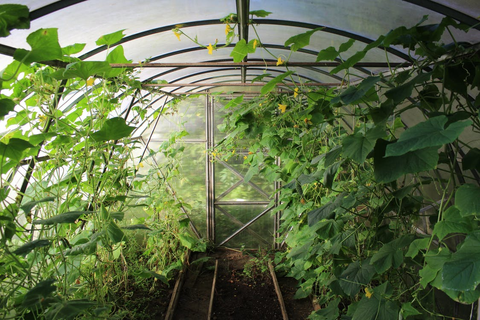 A luscious greenhouse interior