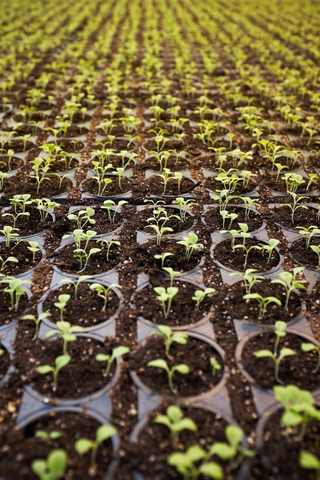 Unmatured herb produce inside a greenhouse