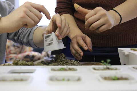 Two home gardeners working on their hydroponic plants