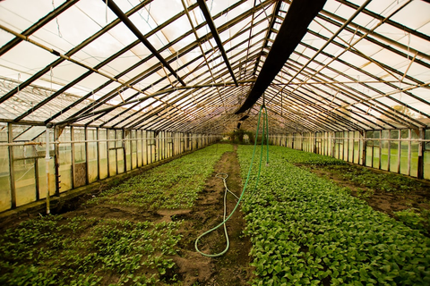 A large greenhouse with plants
