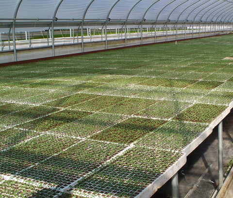 Seed trays installed inside a MONT greenhouse