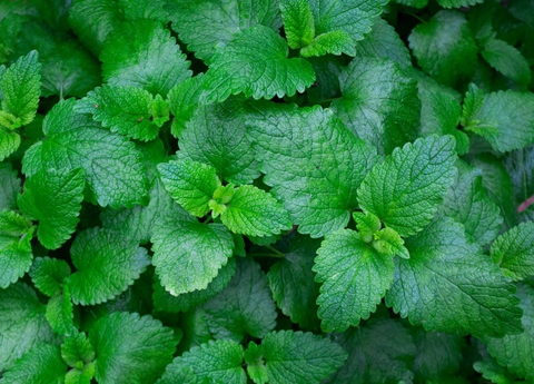 Aromatic mint herb growing inside a greenhouse