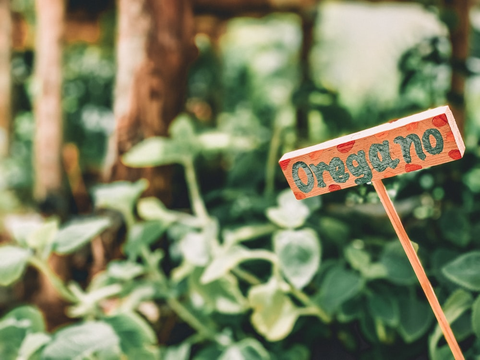 Oregano herb growing inside a greenhouse