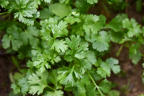 Parsley herb growing inside a greenhouse