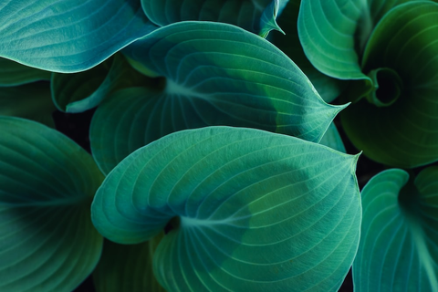 Plants inside a greenhouse