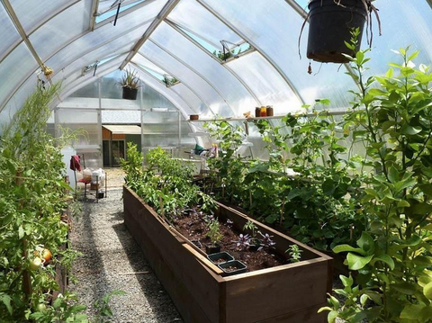 the Riga XL9 greenhouse