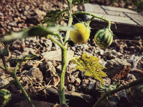 A new brinjal plant