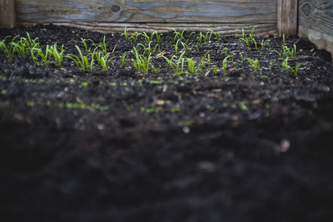 close-up of plants growing