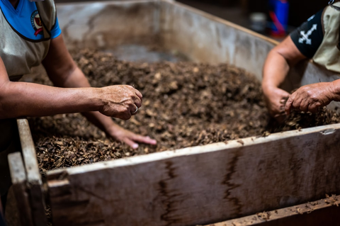 Gardeners making compost for greenhouse plants