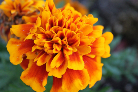 A marigold flower blooming inside a greenhouse