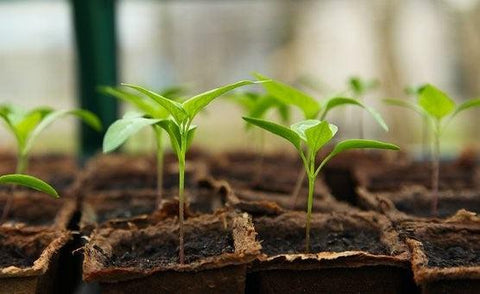 Leaves sprouting on a greenhouse garden bed