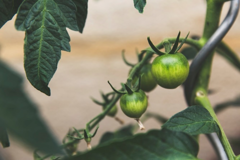  A fruit-bearing plant inside a greenhouse