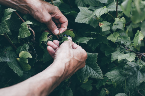 A gardener checking his greenhouse plants