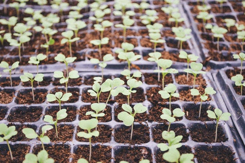 Seeds sprouting on a greenhouse garden bed