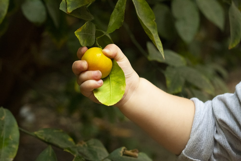 A baby holding a lemon
